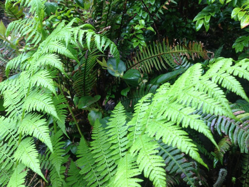 Hyphocus Bed & Breakfast